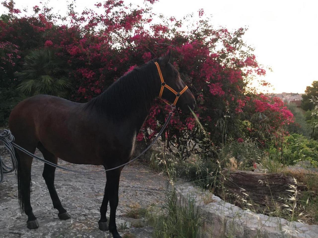 Country Room Sicily - Agrigentoholidays エクステリア 写真